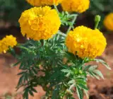 Genda (Marigold) Plant