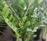 ZZ Plant (Zamioculcas Zamiifolia) Live Indoor Plant