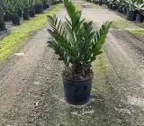 ZZ Plant (Zamioculcas Zamiifolia) Live Indoor Plant