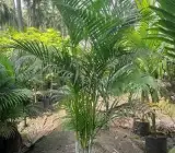 Areca Palm