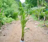 Areca Palm