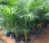 Areca Palm