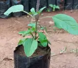 Rama / Shyama Tulsi Live Plant