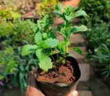 Rama / Shyama Tulsi Live Plant