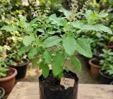 Rama / Shyama Tulsi Live Plant