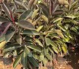 Black Rubber Plant Live Indoor Plant