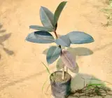 Black Rubber Plant Live Indoor Plant