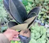Black Rubber Plant Live Indoor Plant