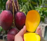 Miyazaki mango Fruit Plant