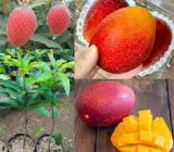 Miyazaki mango Fruit Plant