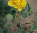 Hybrid Yellow Rose Live Plant