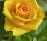 Hybrid Yellow Rose Live Plant
