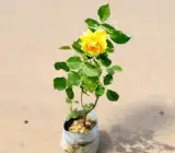 Hybrid Yellow Rose Live Plant