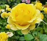 Hybrid Yellow Rose Live Plant