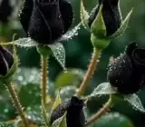 Black Rose Hybrid Live Plant