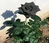 Black Rose Hybrid Live Plant