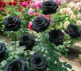 Black Rose Hybrid Live Plant