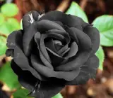 Black Rose Hybrid Live Plant