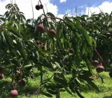 Apple Mango Plant
