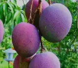 Apple Mango Plant