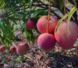 Apple Mango Plant