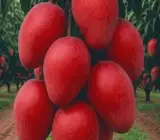 Apple Mango Plant