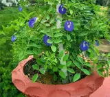 Blue Aparajita Plant