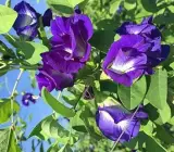 Blue Aparajita Plant
