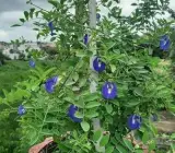 Blue Aparajita Plant