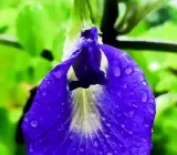 Blue Aparajita Plant