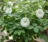 White Aparajita Plant