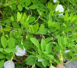 White Aparajita Plant