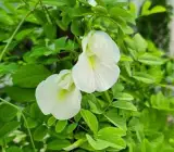 White Aparajita Plant