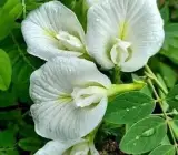 White Aparajita Plant