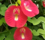 Red Aparajita Plant