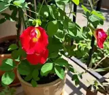Red Aparajita Plant