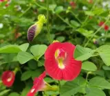 Red Aparajita Plant
