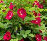 Red Aparajita Plant