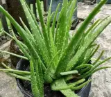Aloe Vera Plant