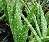 Aloe Vera Plant