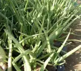 Aloe Vera Plant