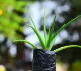 Aloe Vera Plant