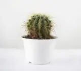 Green Cactus Live Plant - Hardy Tabletop Plant for Living Room & Study Desk (with Pot)