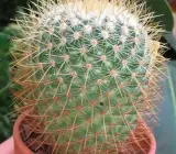 Green Cactus Live Plant - Hardy Tabletop Plant for Living Room & Study Desk (with Pot)