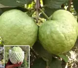 guava kg guava - fruit plant
