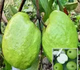 guava kg guava - fruit plant