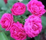 Pink Rose Plant