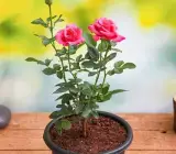 Pink Rose Plant