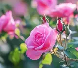Pink Rose Plant