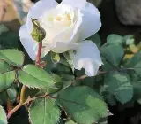 White Rose Plant – Beautiful White Flowering Rose Plant for Home & Garden